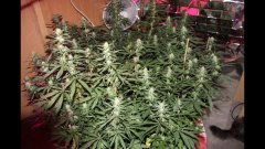 Cession Amnesia +16 Flo