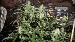 Cession Amnesia +16flo