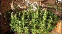 Cession Amnesia +18 flo