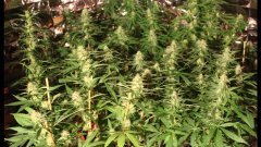 Cession Amnesia +40 cro/ +15str /+19 flo