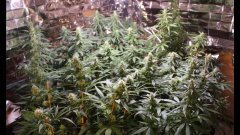 Cession Amnesia +19 Flo
