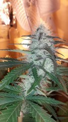 Power-Flower +40cro/+15str/+20flo