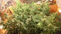 Cession Amnesia +21 flo