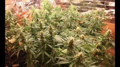 Cession Amnesia +40cro/+15str/+21flo