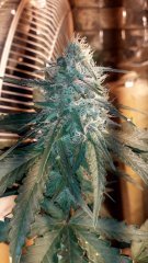 Og kush +23 flo