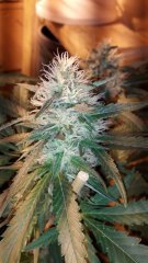 Power-Flower +23flo