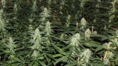 Cession Amnesia +23FLO