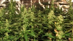 Cession Amnesia +23 floraison