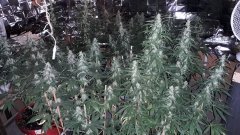Cession Amnesia +24Flo