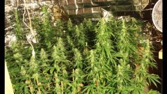 Cession Amnesia +25 FLO