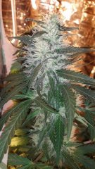 Power-flower +26 Flo