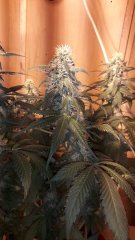 Critical+ +26 flo