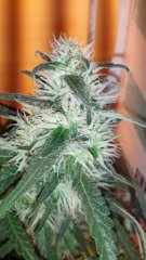 Power-flower +26 flo