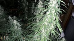 Amnesia Haze +27 Flo