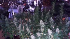 Cession Amnesia +30 flo