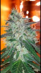 OG kush bout'z +30flo