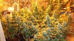 Cession Amnesia +30 FLO