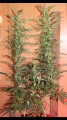 Amnesia Mac Ganga +30 flo