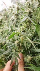 bud_1.jpg