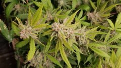 bud_2.jpg