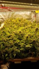 cote_scrog.jpg