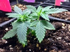grow Purple Queen