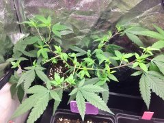 grow violeta