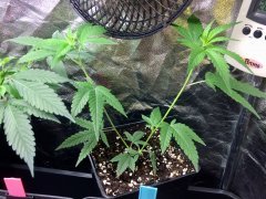 grow violeta 2