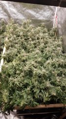 le_scrog.jpg