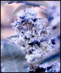 CriticalKush