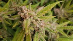 bud.jpg