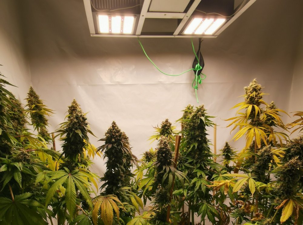 QC Buds.jpg