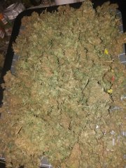 green_^poison.jpg