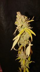 C+_Flo80_(22).JPG