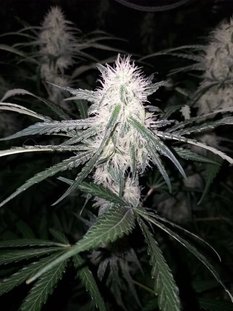 1925287005_LemonOGCandyflo23.jpg.1abb045b3602fe8ab734f90bca3e952f.jpg