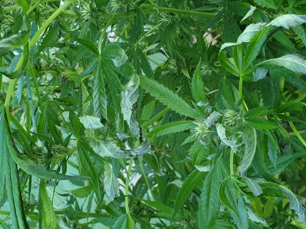 20190903_190656.jpg
