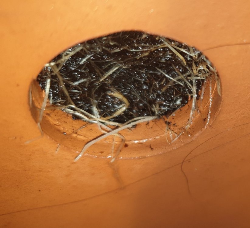 20190903_214450.thumb.jpg.9616df75fa427cdc695c99678b7a260d.jpg