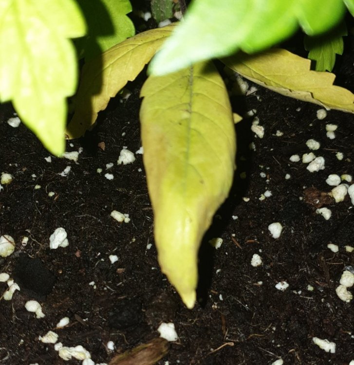 20190903_214551.jpg