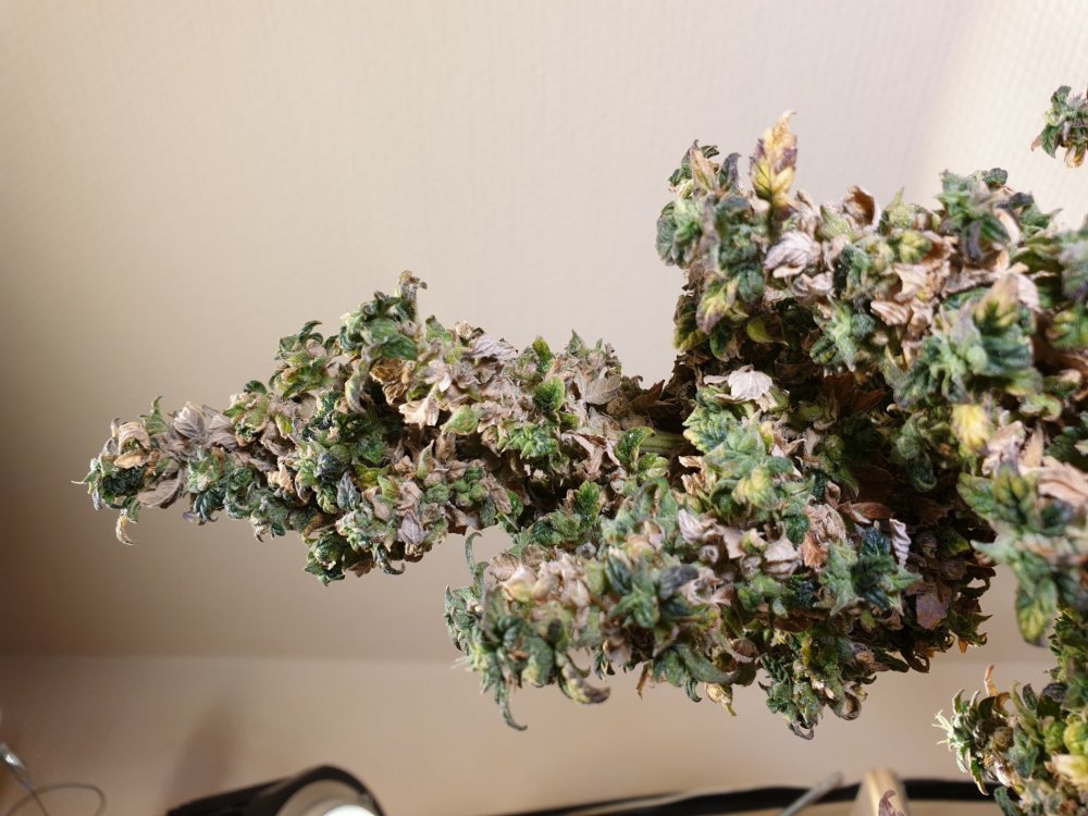 20190910_151917.jpg