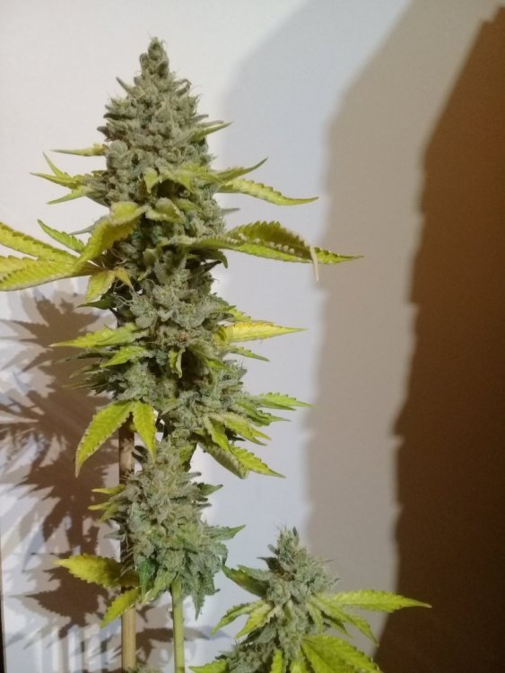Holy OG 4.jpg
