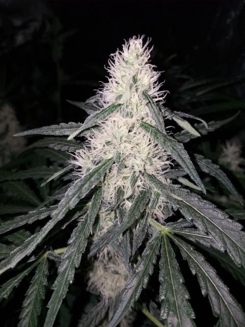 727444089_CriticalJackflo23(2).jpg.e7d55bdb5204f5905e5c86b2ac0f3688.jpg