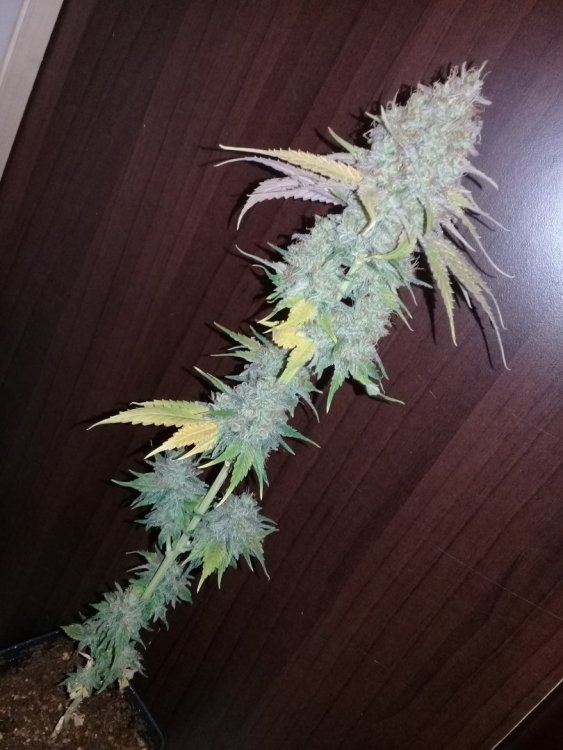 Heaven_Fruit_2_1.jpg