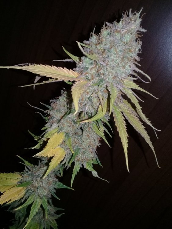 Heaven_Fruit_2_2.jpg