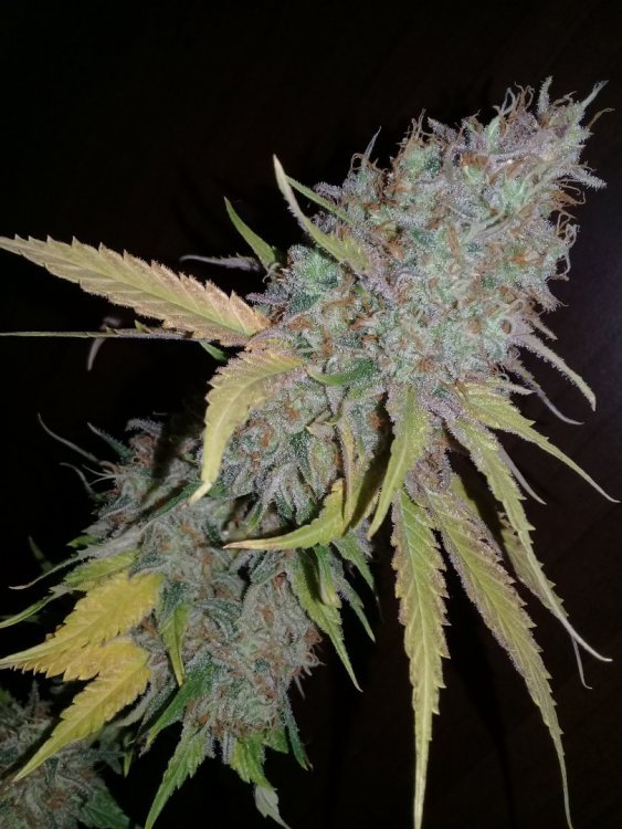 Heaven_Fruit_2_3.jpg