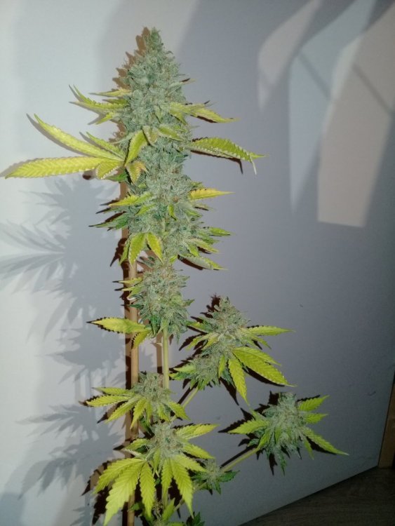 Holy_OG_1.jpg
