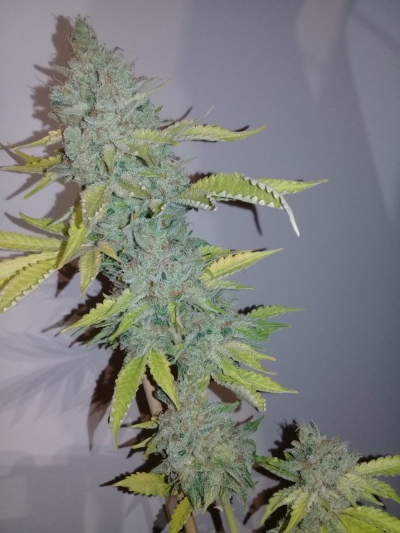 Holy_OG_2.jpg