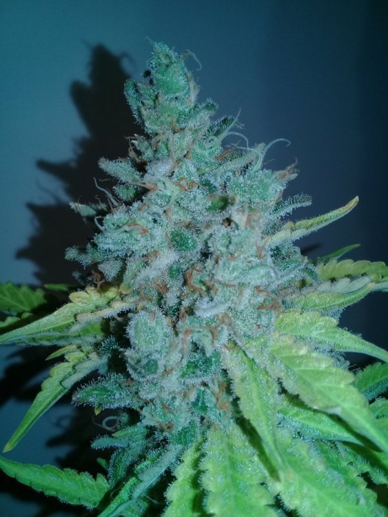 Holy_OG_3.jpg
