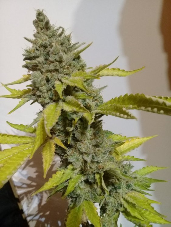 Holy_OG_5.jpg