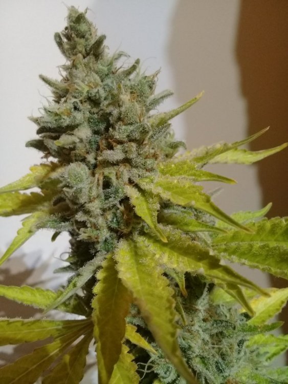 Holy_OG_6.jpg