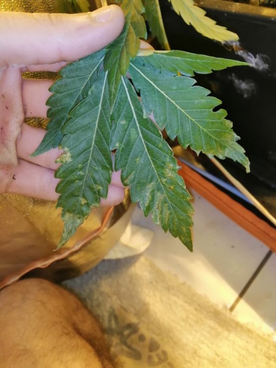 IMG_20190908_222711.jpg